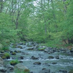 近くを流れる川のせせらぎ・・・