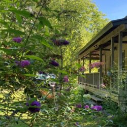 アジサイが印象的なお庭！